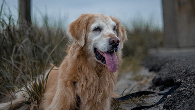 labrador retriever