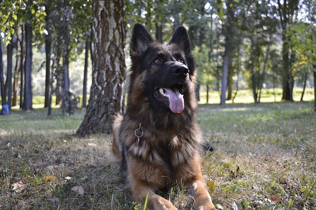 german shepherd