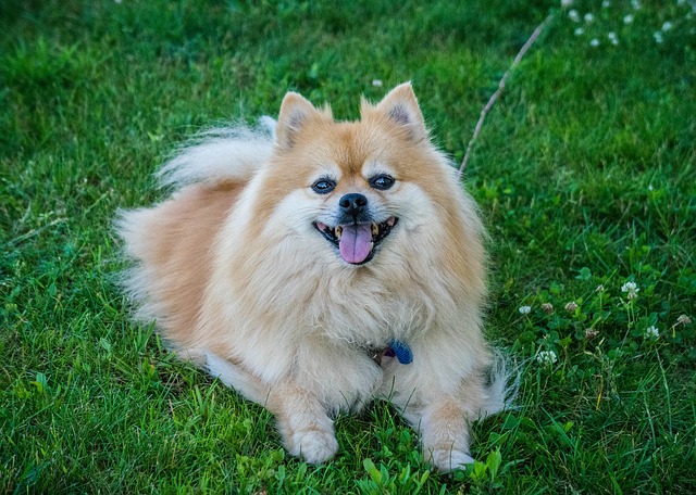 pomeranian